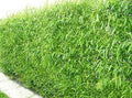 Natural Privacy Fence - 20 Starter Plant, Fast Growing Hybrid Willow Trees - Salix × sepulcralis