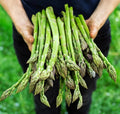 Asparagus Seeds - 200+ Heirloom Organic Mary Washington - Non-GMO - Fresh Gardening Seeds