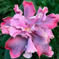 Rooted Tropical Hibiscus Plant - Marianne Charleton - Ships Bare Root - Hibiscus rosa-sinensis