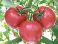 Rutgers Tomato Seeds, 30 Non-GMO Seeds, Jersey Variety, Solanum lycopersicum, Free Shipping