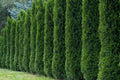 50 Thuja Tree Seeds - White Cedar Arborvitae for Hedge Row - Thuja occidentalis