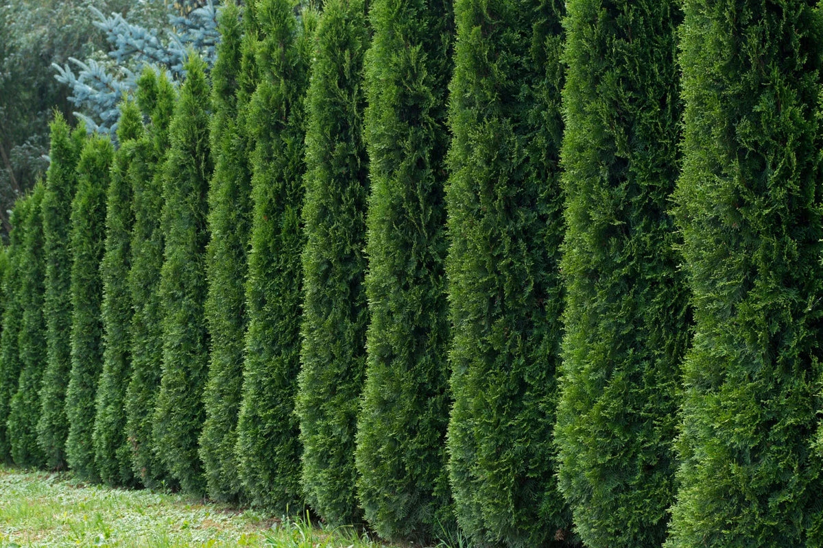 50 Thuja Tree Seeds - White Cedar Arborvitae for Hedge Row - Thuja occidentalis