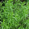 Russian Tarragon Seeds | 1,500 Seeds | Heirloom Non-GMO | Artemisia dracunculus | Free Shipping