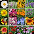 500+ Wildflower Mix - All Perennial Heirloom - Non GMO Pollinator Seeds - Fresh Wildflower Blend