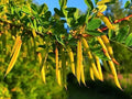 Siberian Peashrub Seeds for Planting - 30 Seeds - Attractive Blooming Bush - Caragana arborescens