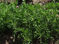 Organic Black Lentil Seeds - 200 Non-GMO Seeds for Sprouting - Lens culinaris - Great for Home Gardening and Sprouts