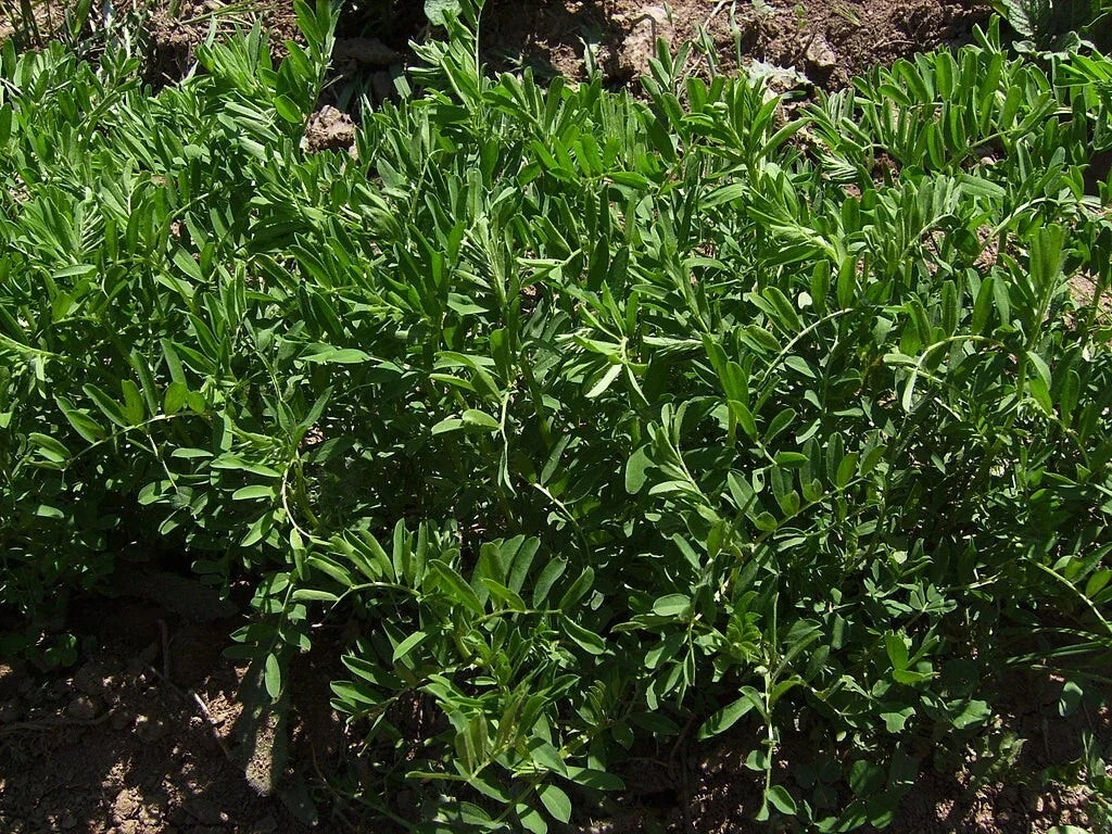 Organic Black Lentil Seeds - 200 Non-GMO Seeds for Sprouting - Lens culinaris - Great for Home Gardening and Sprouts