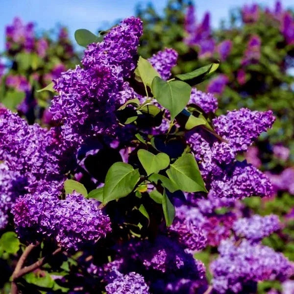 Common Lilac Tree Seeds - 20 Purple Flower Seeds - Fragrant Hardy Perennial - Syringa vulgaris