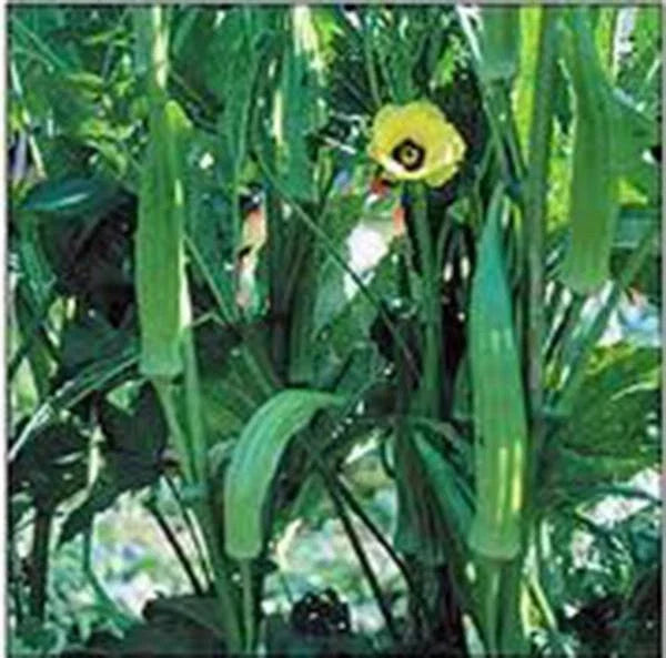 Okra Seeds, Heirloom Clemson Variety, Non-GMO, 100 Seeds, Ideal for Vegetable Gardens, Abelmoschus esculentus