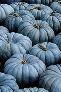 Exotic Blue Pumpkin Seeds Packet | 40 Seeds | Blue Jarrahdale Variety | Cucurbita maxima