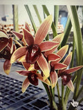Orchid Plant 1 Bulb Aussie Dreamtime Cymbidium Bare Root - Exotic Flowering Houseplant