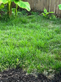 Thick Carpet Mondo Grass Groundcover Plants - 50+ Evergreen Lilyturf (Ophiopogon japonicus)