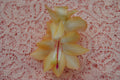 Christmas Cactus Starter Plant, Small Healthy Schlumbergera Truncata, Outono Brazil Variety, Well Rooted