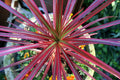 Dracaena Spikes Seeds - 1000 Count - Dracaena spp. - Indoor/Outdoor Planting