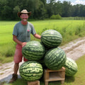 Florida Giant Watermelon Seeds - Heirloom Organic Non-GMO - 12 Pack - Citrullus lanatus - Fresh