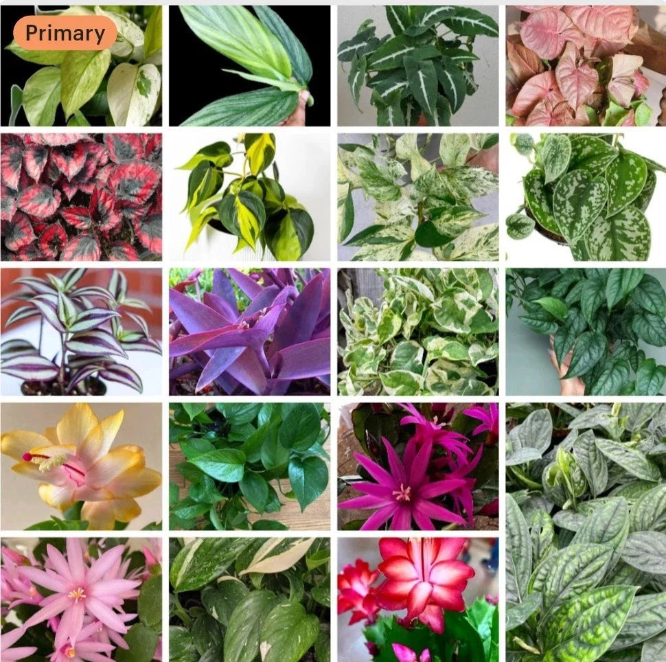 Cuttings Mix Surprise Box - 20+ Varieties - Assorted Succulents & Houseplants - Perfect for Plant Lovers & DIY Gardening