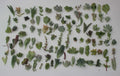Unique Succulent Cuttings Collection - 30 Varieties - JIIMZ Succulents - Ideal for Gardening and Home Decor