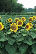 Dwarf Sunspot Sunflower Seeds, 50 Count, Exotic Flower, Helianthus annuus