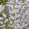 Japanese Wisteria Seeds - 5 Perennial Climbing Vine Seeds - Beautiful Flowering Plant (Wisteria floribunda) - USA Seller