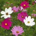Sensation Tall Mixed Cosmos Wildflower Seeds - 1/4 Lb - Mylar Pack - Everwilde Farms