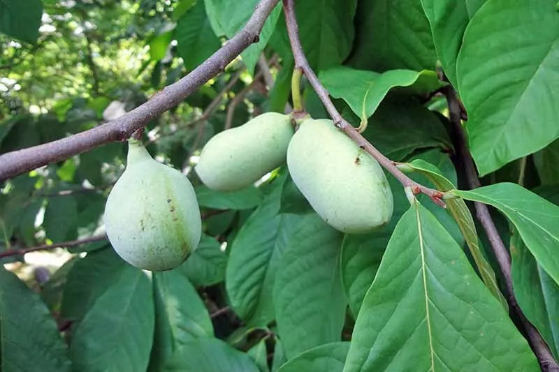 Paw Paw Tree Seeds - 5 Pack for Planting - Edible Fruit - Asimina triloba - Bonsai Gardening