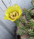 Grusonia Bulbispina Cactus Cuttings - Rare Durango Mat Forming Succulent - 4 Pieces for Planting
