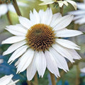 White Swan Coneflower Seeds | Non-GMO | Echinacea purpurea | Flower Seeds for Garden