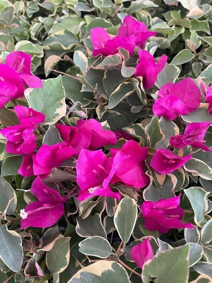 Claret Red Variegated Bougainvillea Starter Plant - Well Rooted Plug Plant (Bougainvillea spp.)