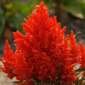 Scarlet Plume Celosia Seeds - Non-GMO Flower Seeds - Vibrant Red Celosia Argentea