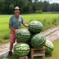 Florida Giant Watermelon Seeds - 12 Heirloom Non-GMO Organic - Rare Fresh Seeds