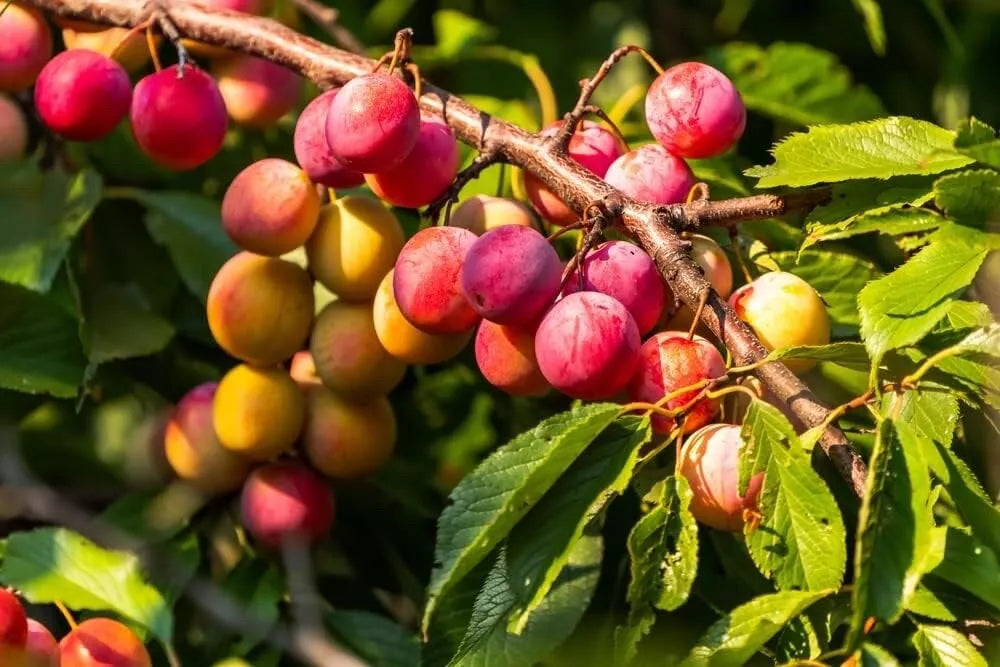 American Plum Bonsai Tree Seedling - 3-Year-Old - Prunus americana - Ideal for Indoor or Outdoor Cultivation