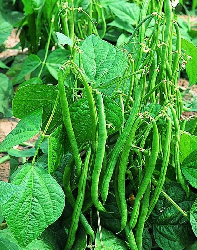 Valentino Green Bean Seeds 100 - 55 Days - Dark Green Pods - Phaseolus vulgaris