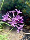 Tulbaghia Violacea Seeds - Society Garlic - Pink Agapanthus - 30 Seeds - 2024 - USA