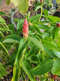 Spiral Red Button Ginger Plant, Rooted 10-12", Costus woodsonii, Tropical Perennial, Exotic Landscaping Option