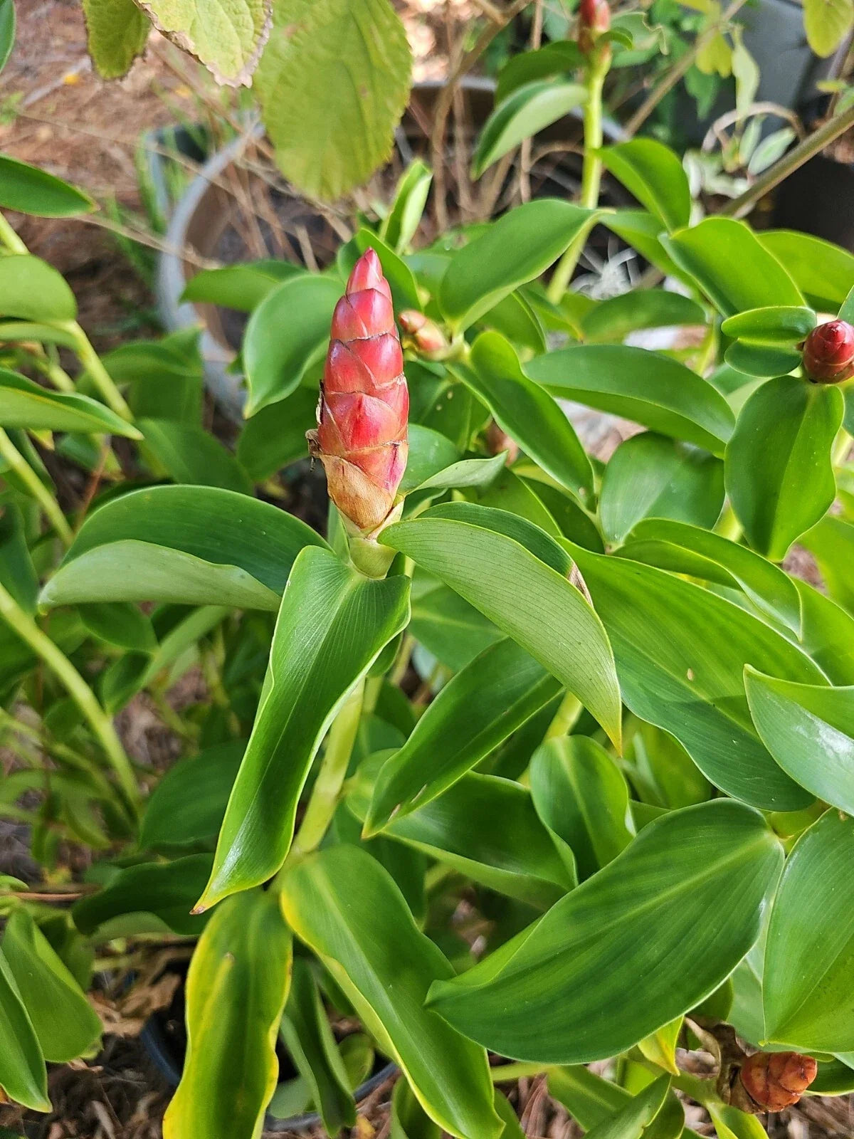 Spiral Red Button Ginger Plant, Rooted 10-12", Costus woodsonii, Tropical Perennial, Exotic Landscaping Option