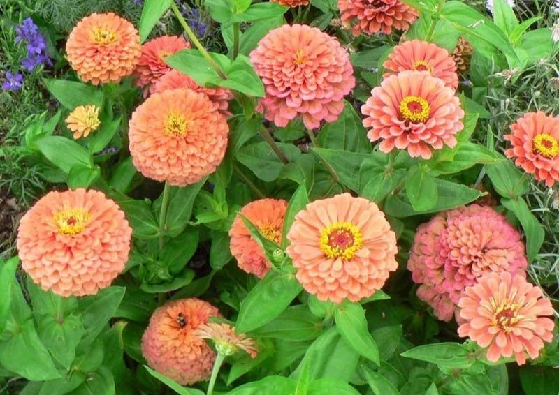 Zinnia Seeds - 100+ Flower Garden Mix - Annual Elegans Variety - Free Shipping - USA