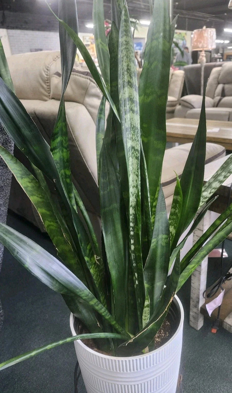 Sansevieria Snake Plant Starter Leaf Cuttings - 4 Varieties - Indoor Houseplant Cuttings - Sansevieria trifasciata