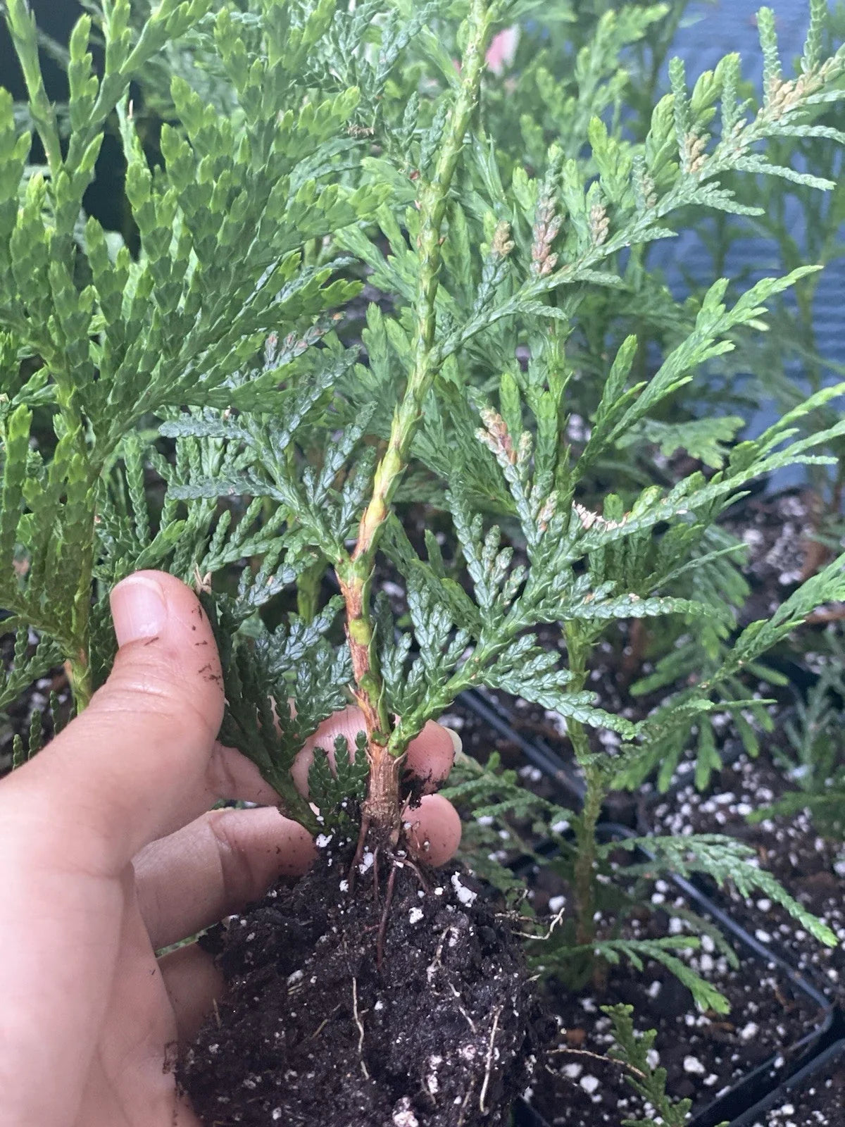 Rooted Starter Plant Green Giant Arborvitae Thuja - Bare Root - Ideal for Hedges and Privacy Screens