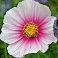 Cosmos Daydream Seeds - Wildflower Mix for Heat & Drought Tolerant Gardens - Pollinator Friendly - 301+ Seeds