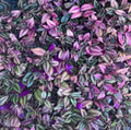 Wandering Jew Plant Cuttings Bundle of 5 - Tradescantia Zebrina - Live Houseplant Cuttings for Propagation