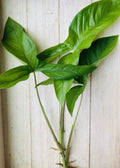 Rooted Arrowhead Plant Cuttings - 15 Pack - Syngonium podophyllum