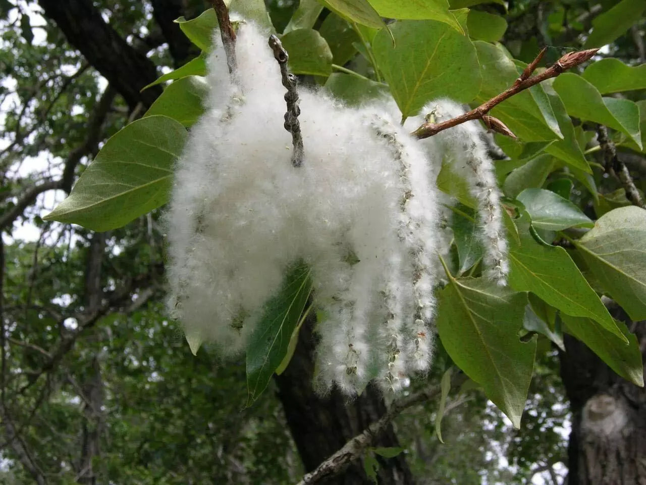 Cottonwood Tree Cuttings - 2 Pack - Fast Growing for Shade - Populus deltoides