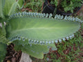 Mother of Thousands Plant with 30 Pups, Kalanchoe daigremontiana, Succulent for Home Garden, Indoor Plant