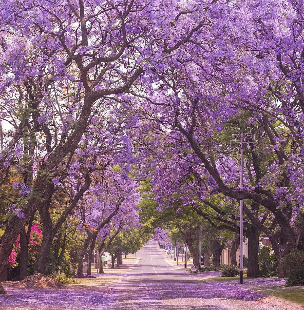 Jacaranda Tree Seeds | Lavender Blue Flower Tropical Plant | Jacaranda mimosifolia