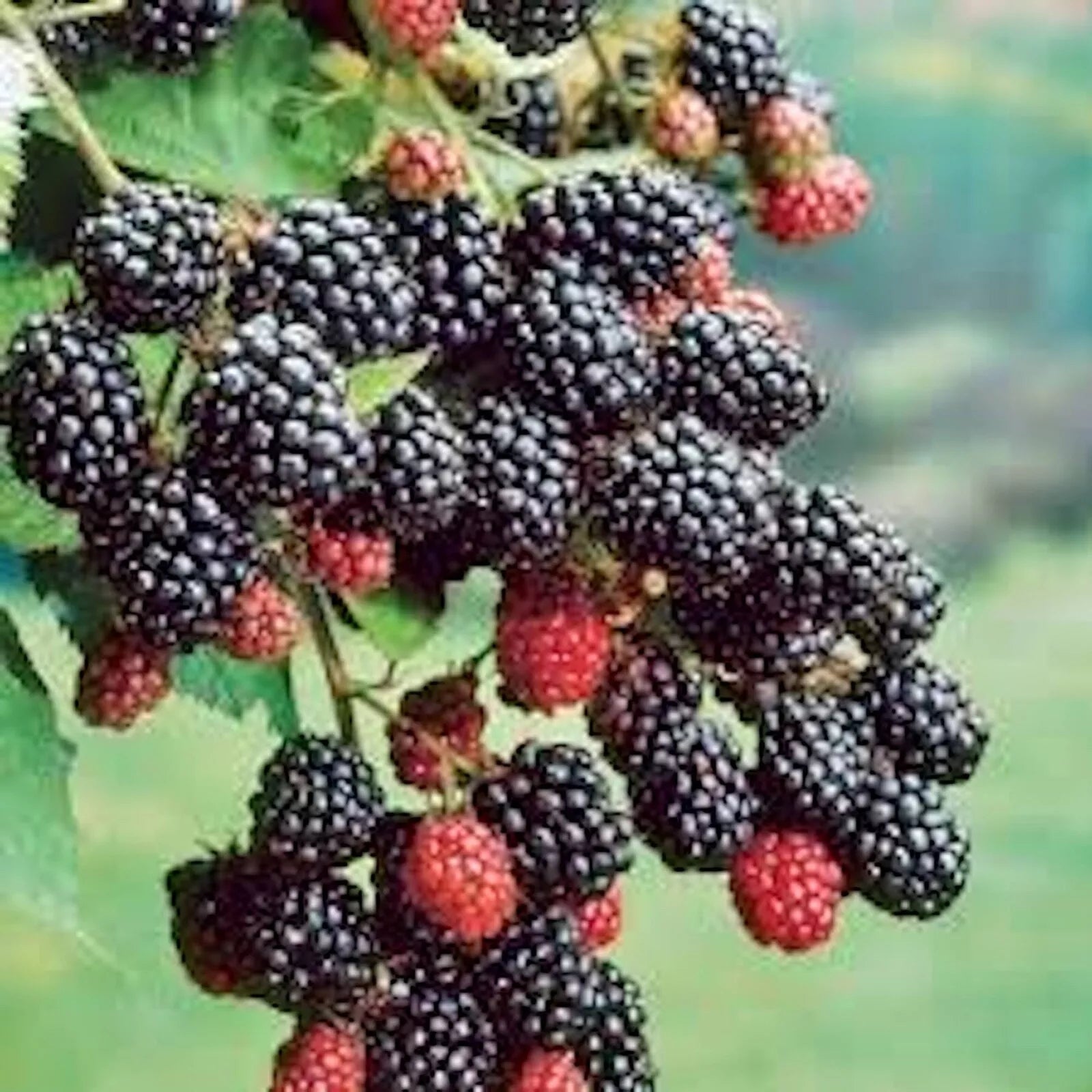 Prime-Ark 45 Blackberry Plant - Bare Root Floricane Edible Fruit - Rubus fruticosus - High Antioxidant Blackberries