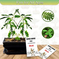 Zombie Bonsai Seed Packets (2 Pack) Sensory Plant - Touch-Reactive Bonsai Seeds for Unique Gardening Experience