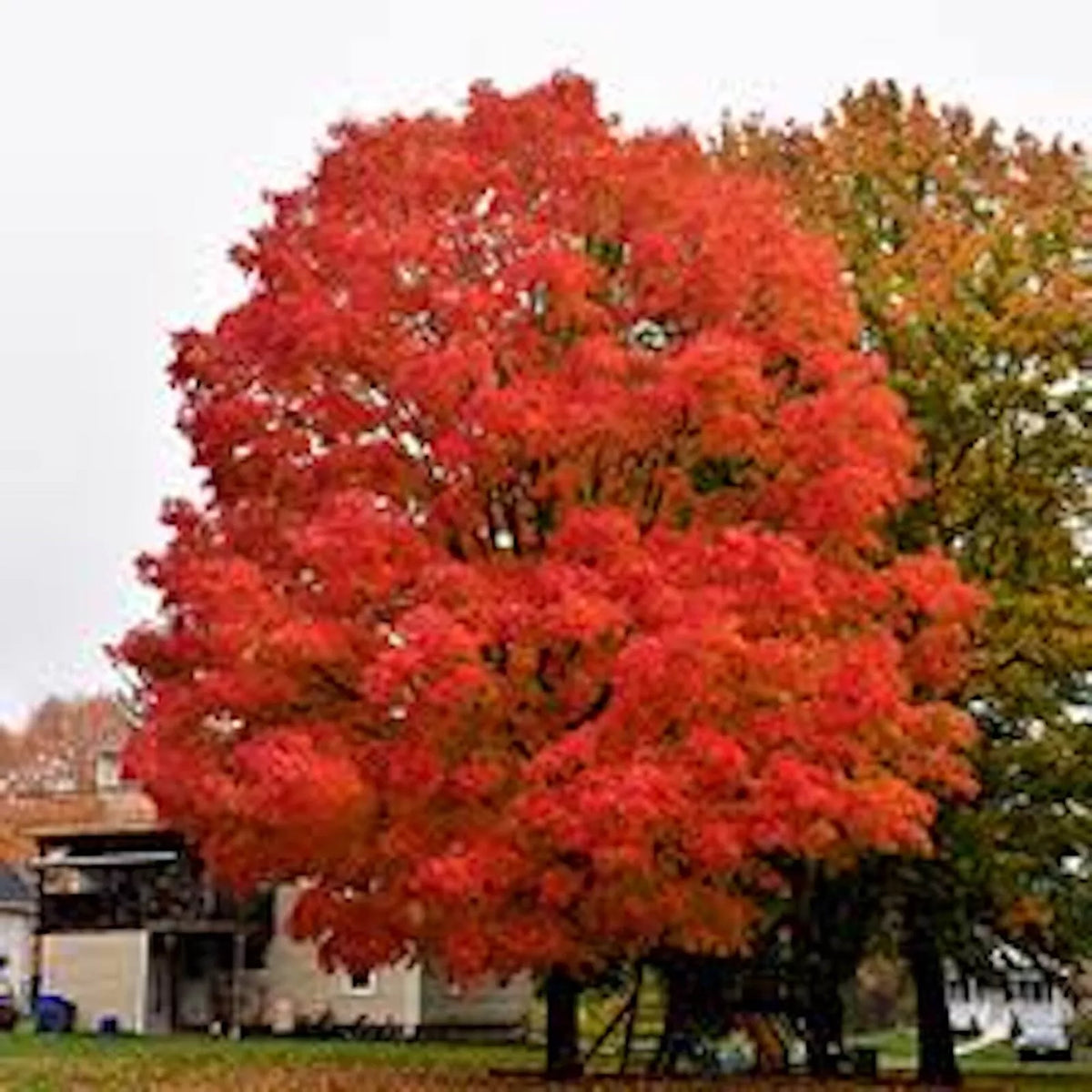 Sugar Maple Tree 12-18in Bare Root Acer saccharum Sweet Maple Starter Plant - Dormant Shipping Available