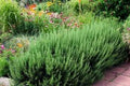 Organic Rosemary Herb Plants LIVE Cuttings - 10" Multiples - Fast Shipping - Rosmarinus officinalis