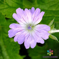 Hexham Lace Geranium Seeds – 25+ Pack for Garden Planting – Pelargonium peltatum – USA – Free Shipping