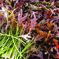 Red Mizuna Mustard Greens Seeds - Japanese Water Peppergrass - Heirloom Vegetable Seeds for 2025 Planting